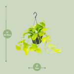 Load image into Gallery viewer, Epipremnum Golden Pothos - Scindapsus - Ø15 - ↕25cm
