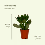 Load image into Gallery viewer, Everspring - Succulenten Mix - 18 stuks - 10 cm - Ø8,5 - 18
