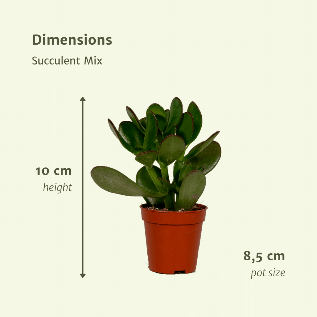 Everspring - Succulenten Mix - 18 stuks - 10 cm - Ø8,5 - 18