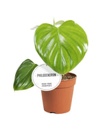Load image into Gallery viewer, Philodendron Pittieri - Ø12cm - ↕30cm
