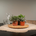 Load image into Gallery viewer, Everspring - Succulenten Mix - 18 stuks - 10 cm - Ø8,5 - 18
