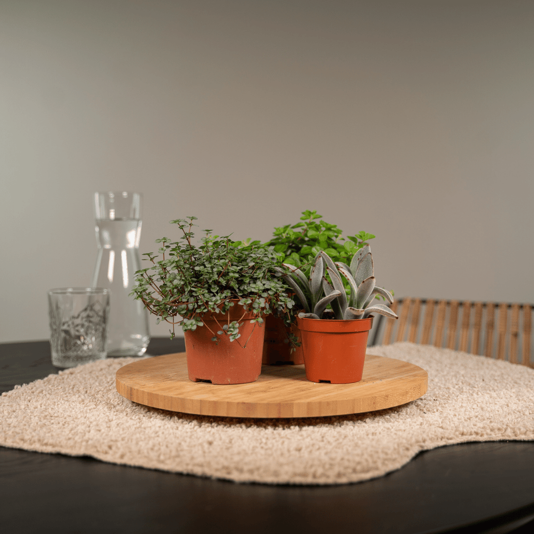 Everspring - Succulenten Mix - 18 stuks - 10 cm - Ø8,5 - 18