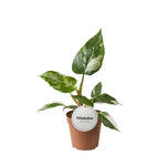 Load image into Gallery viewer, Philodendron White Princess - Ø12cm - ↕30cm
