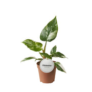 Philodendron White Princess - Ø12cm - ↕30cm