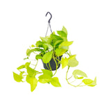 Load image into Gallery viewer, Epipremnum Golden Pothos - Scindapsus - Ø15 - ↕25cm
