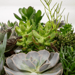 Load image into Gallery viewer, Everspring - Succulenten Mix - 18 stuks - 10 cm - Ø8,5 - 18
