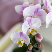 Kolibri Orchids | Gift set Pasen Big | Groene plant met roze Phalaenopsis orchidee in Simplicity sierpotten roze op bamboe plate