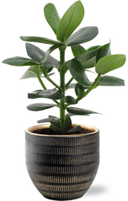 Clusia Rosea Princess - Ø12cm - ↕15cm + Beau Pot D14x13cm - Zwart
